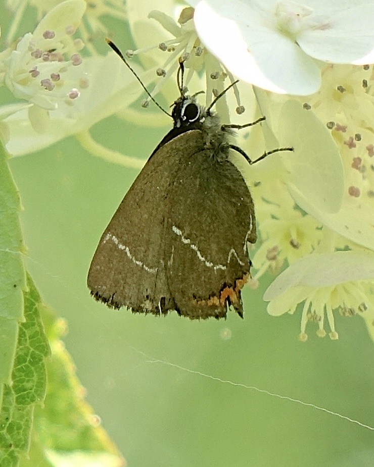 white-letter hairstreak